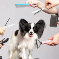 dog-grooming-1